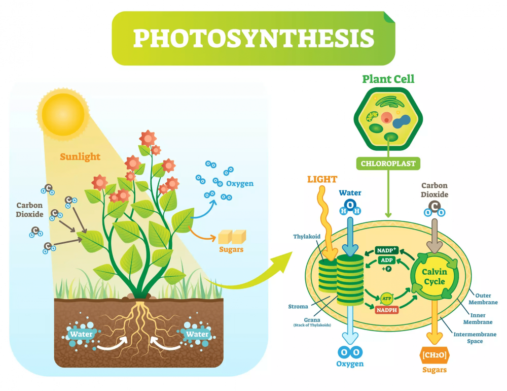 Фотосинтез в клетках растений