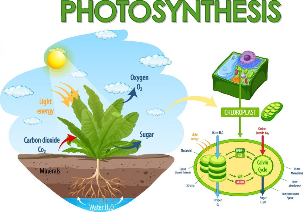 Фотосинтез растений рисунок