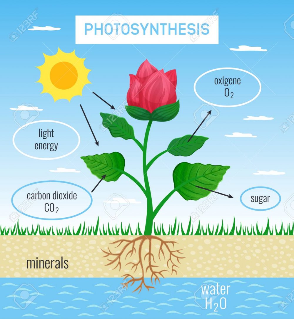 Фотосинтез Постер