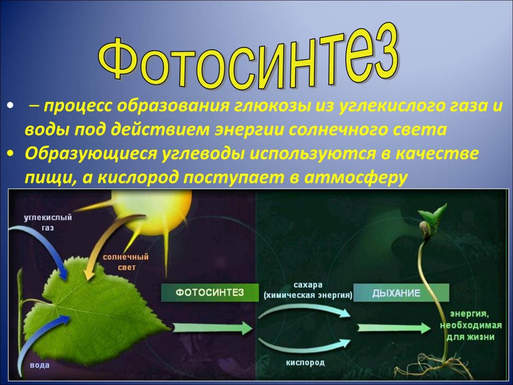 Схема фотосинтеза 6 класс биология рисунок