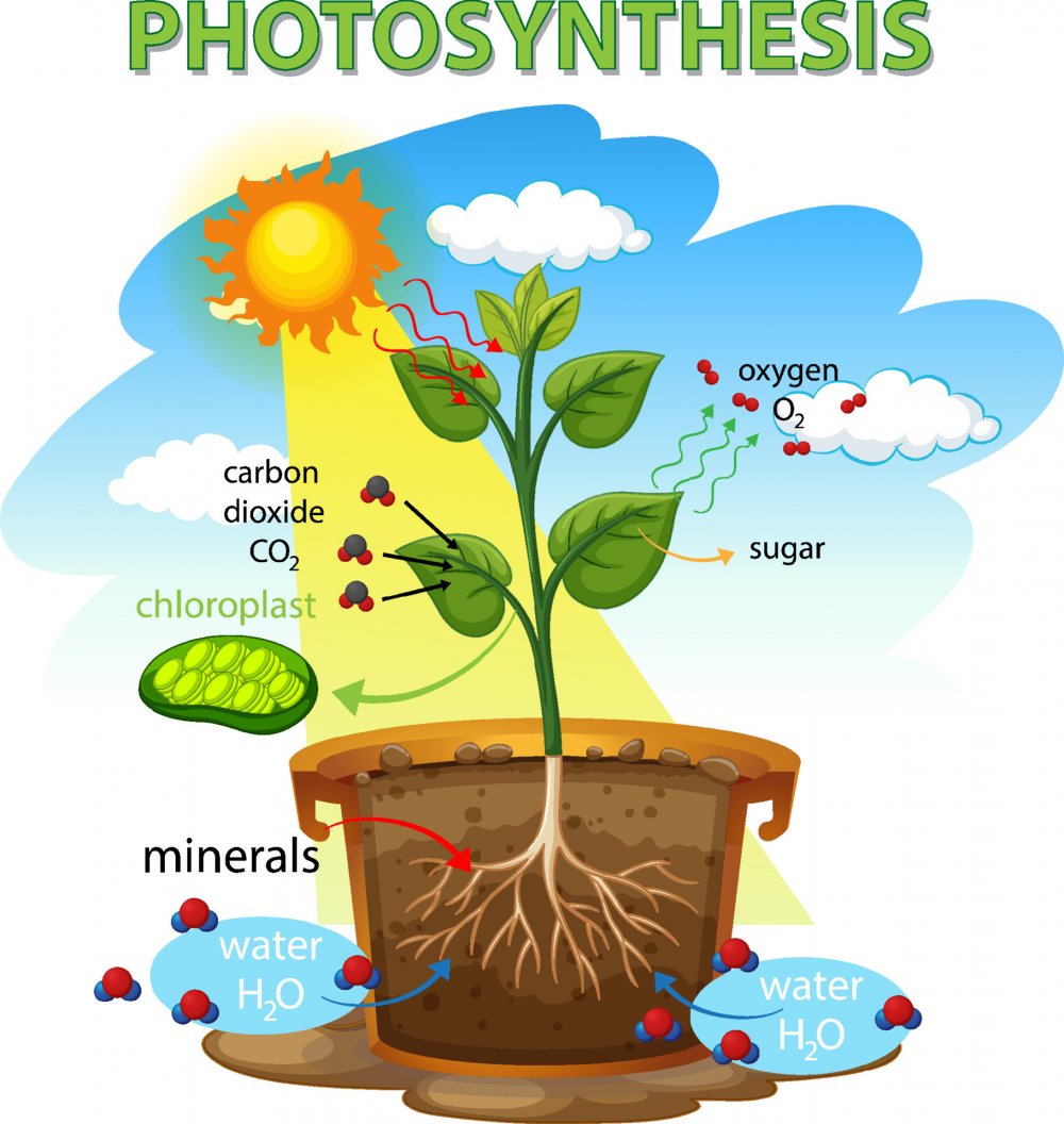 Процесс фотосинтеза у растений схема