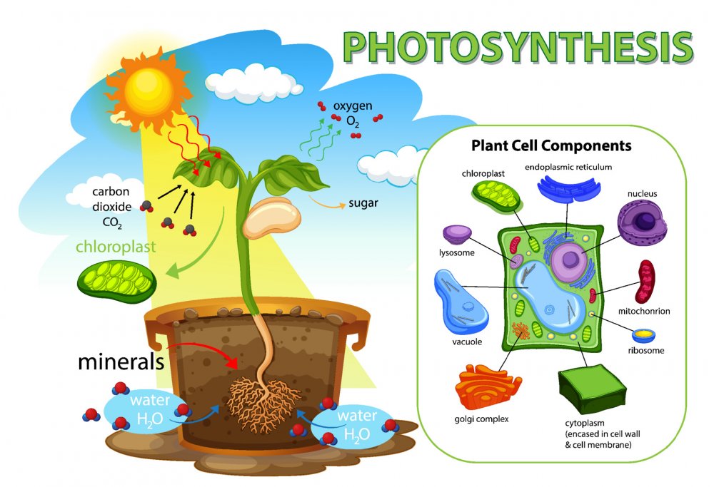 Фотосинтез схема для детей
