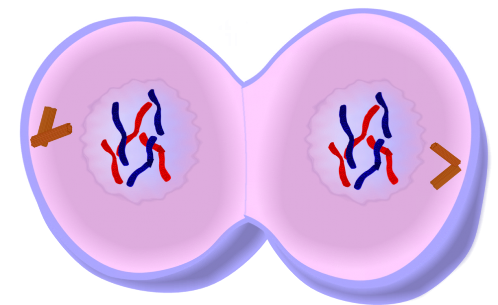 Деление клетки телофаза