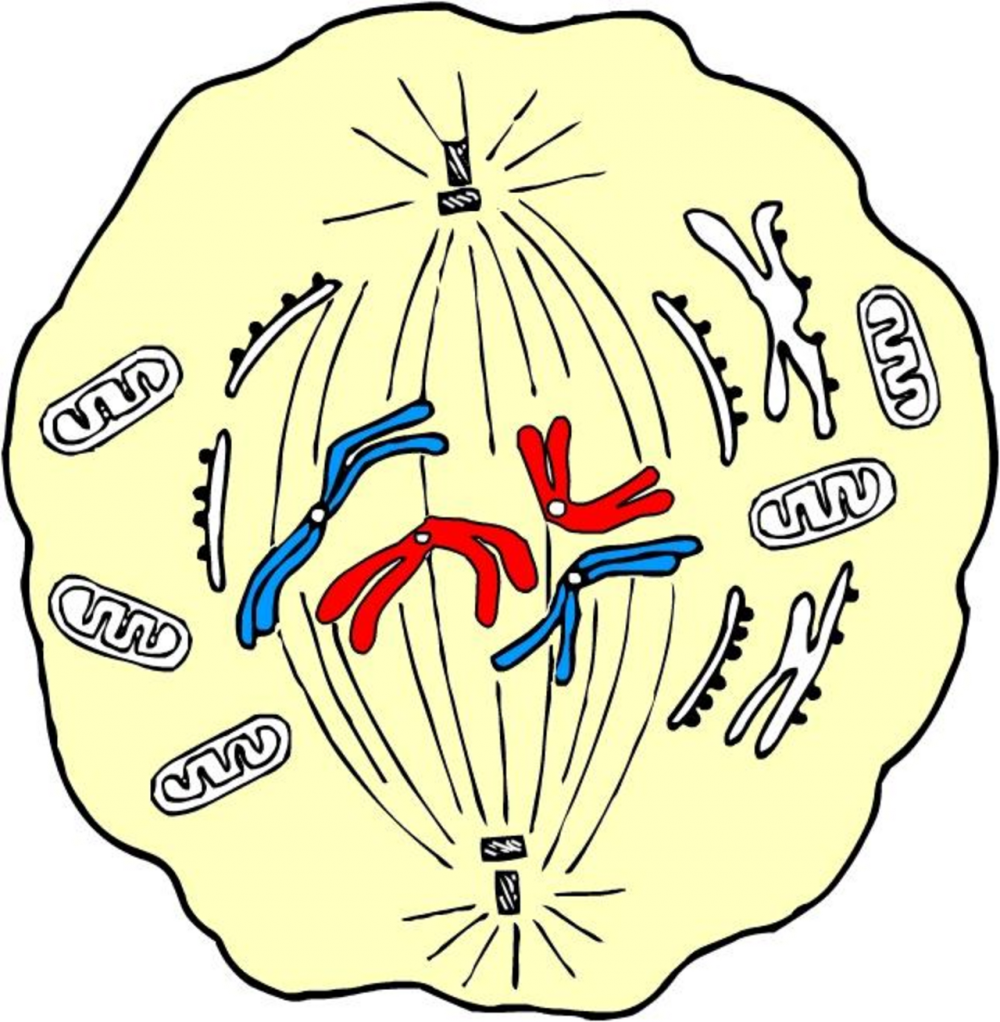 Центросома в клетке метафаза