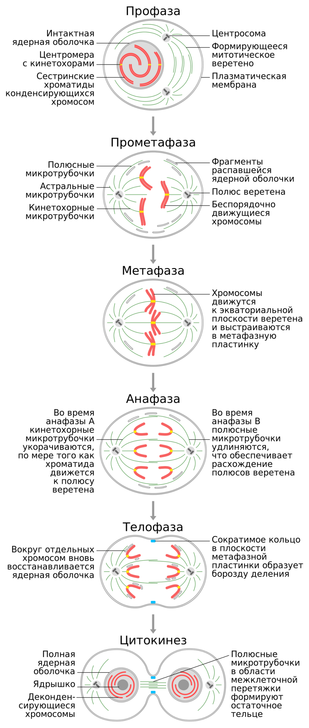 Схема митоза клетки