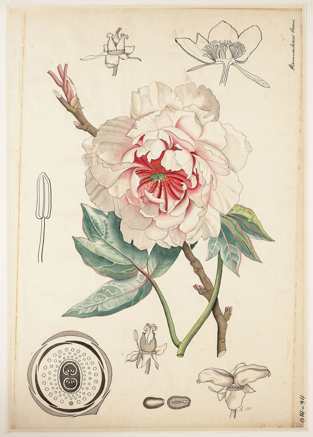 Азалия Ботаническая иллюстрация