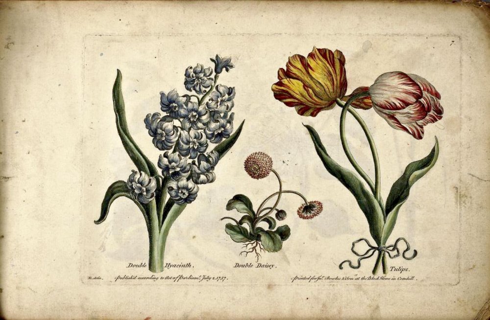 Ботаническая иллюстрация Билли Шоуэлл