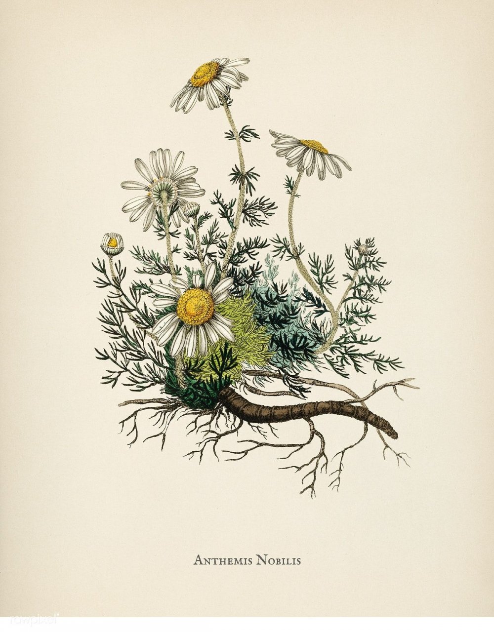 Botanical Print 19 век