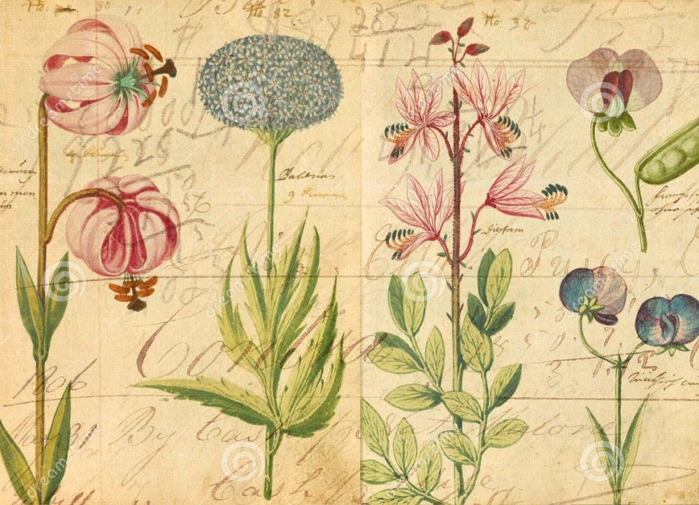 Хигибана Ботаническая иллюстрация