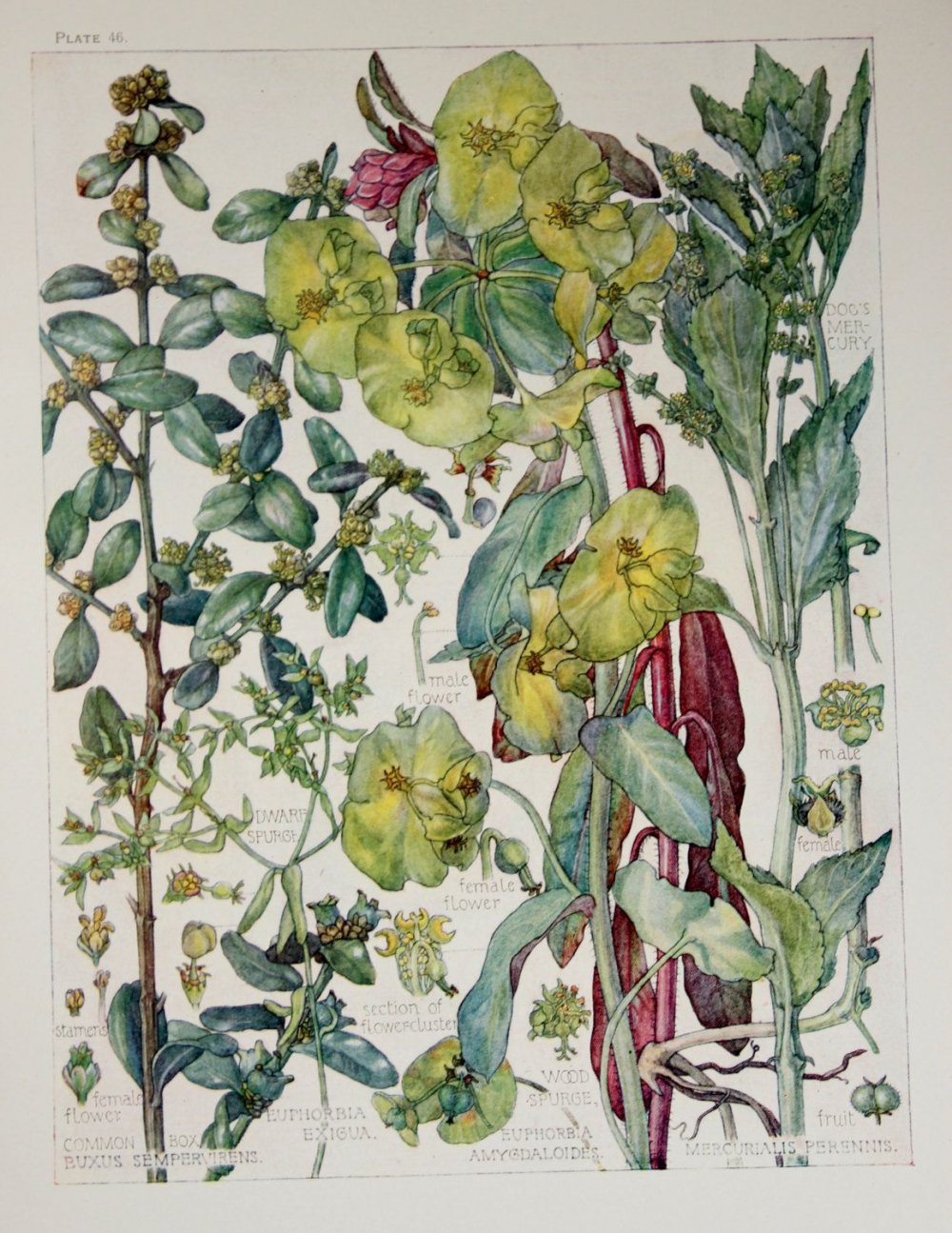 Ботанические рисунки цветов в классическом изображение