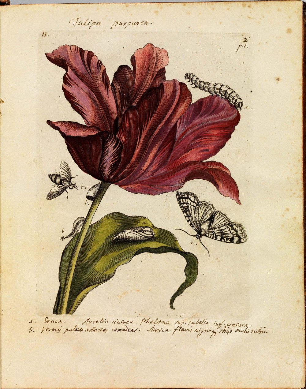 Средневековая Ботаническая иллюстрация