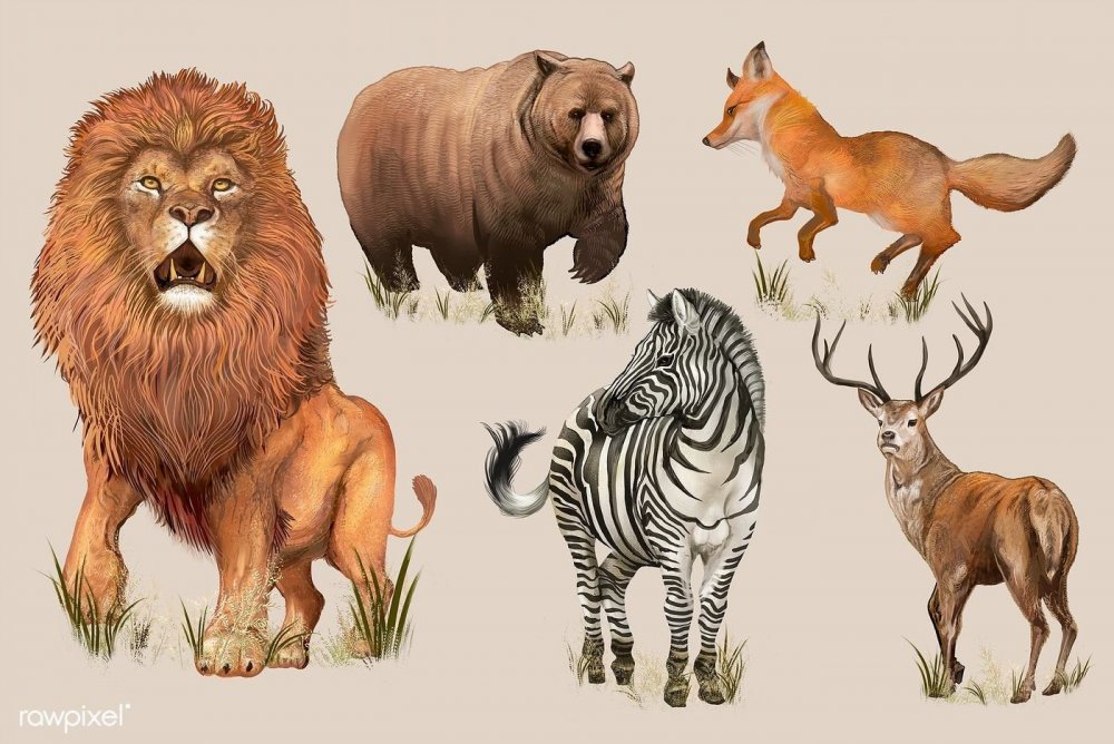 Иллюстрации Дикие животные