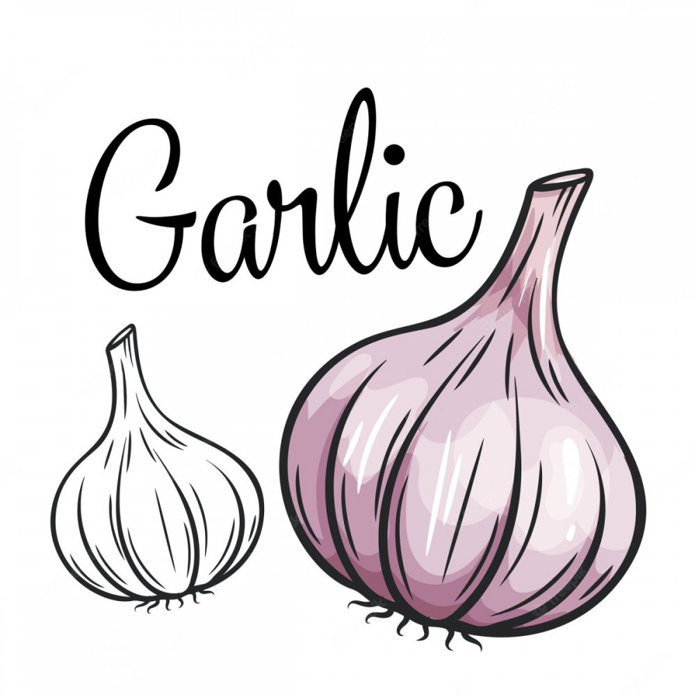 Garlic нарисованный аниме