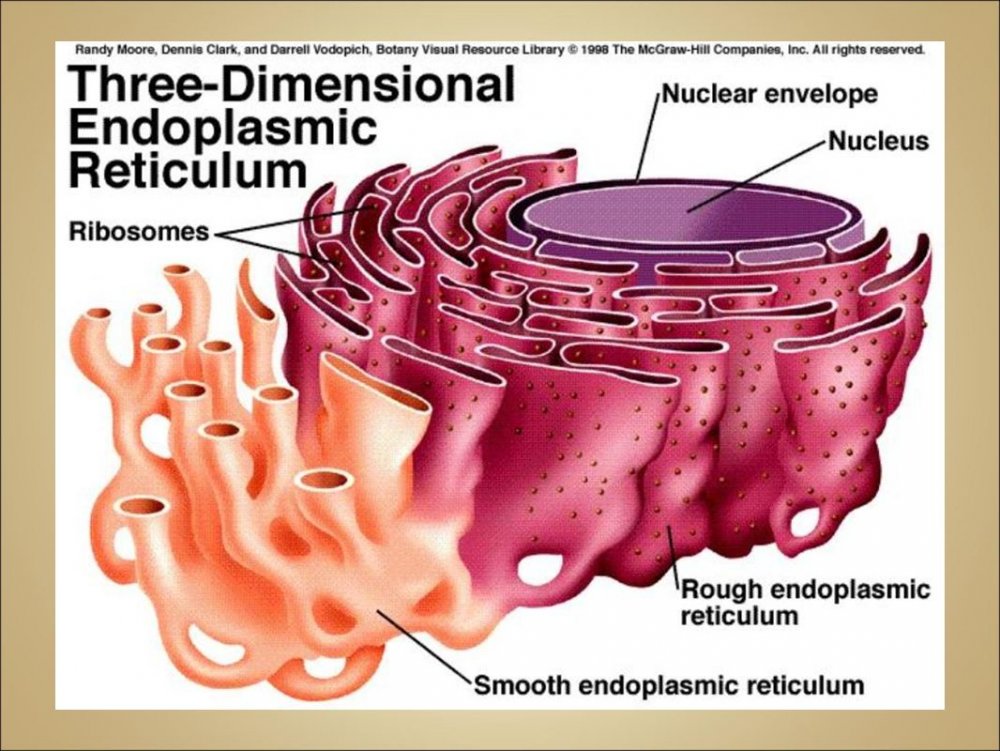 Шероховатая эндоплазматическая мембрана