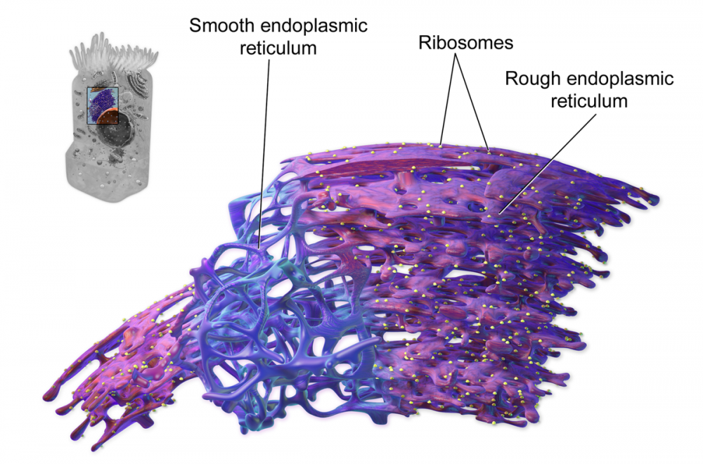 Эндоплазматический ретикулум строение и аппарат Гольджи