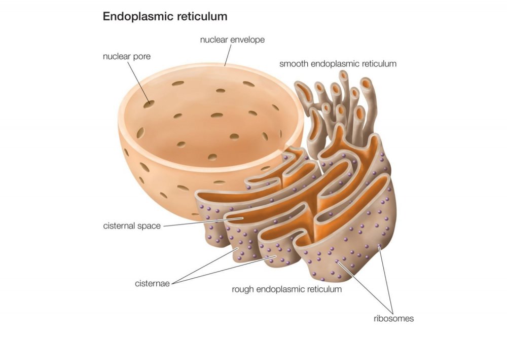 Строение эндоплазматический ретикулум клетки