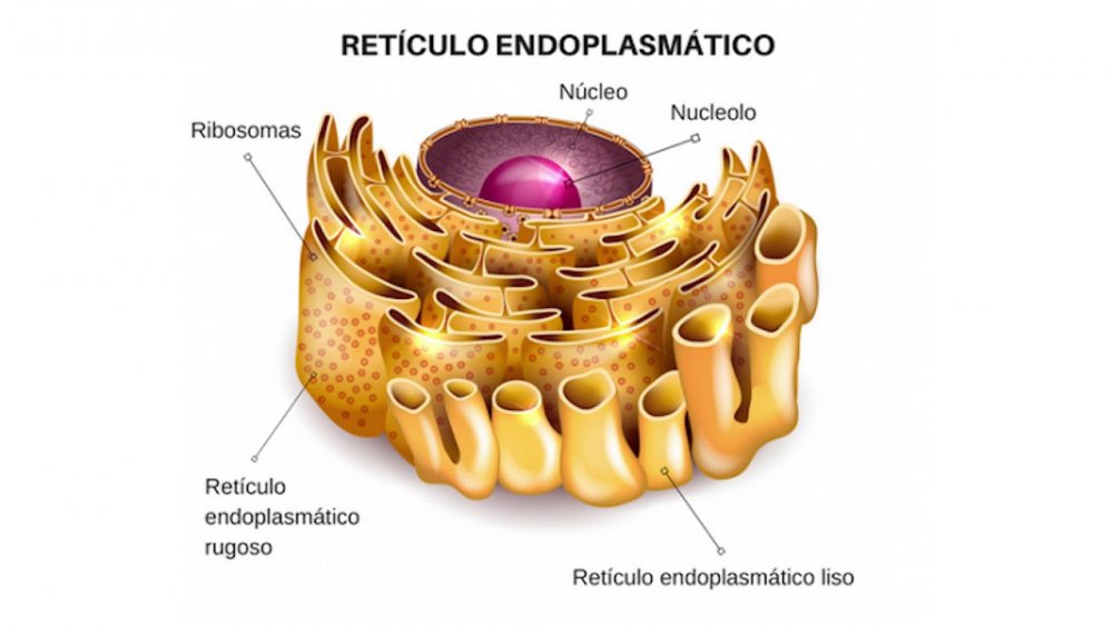 Endoplazmatik Tor