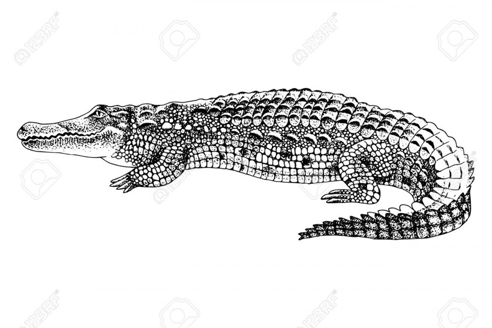 Найла и белый крокодил