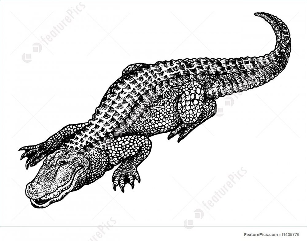 Черно-белая Графика крокодил