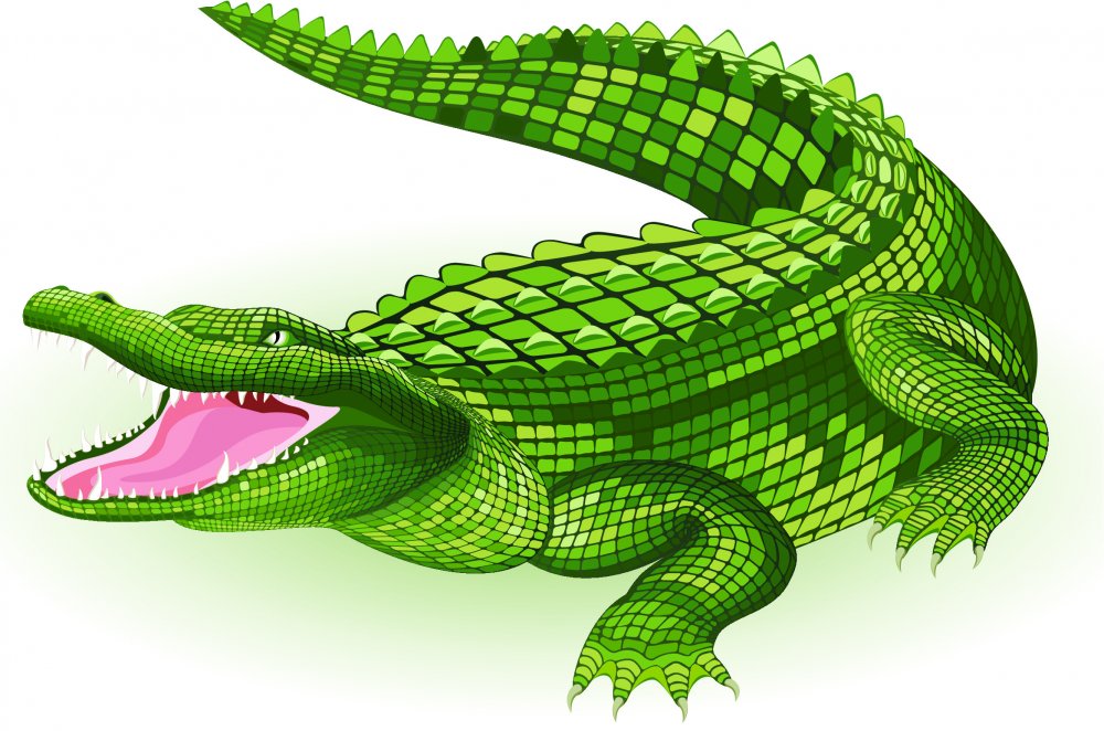 Зарисовки крокодила