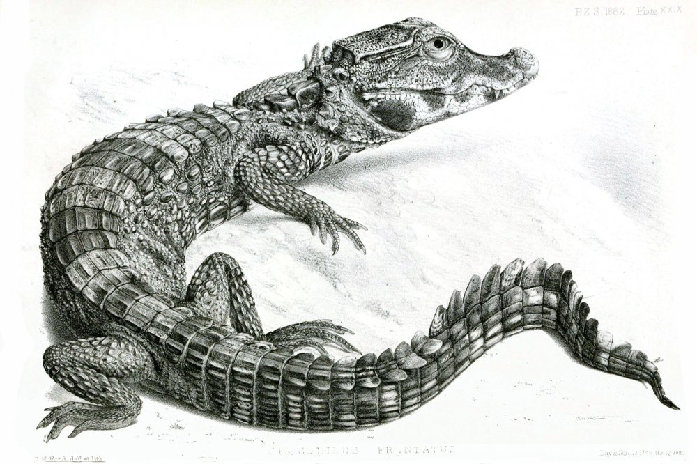 Крокодил сбоку рисунок