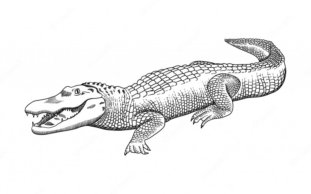 Нильский крокодил рисунок