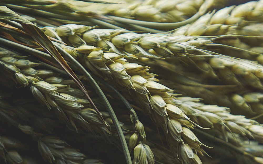 Колосья пшеницы фото