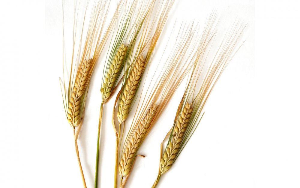 Пшеница и рожь колосья