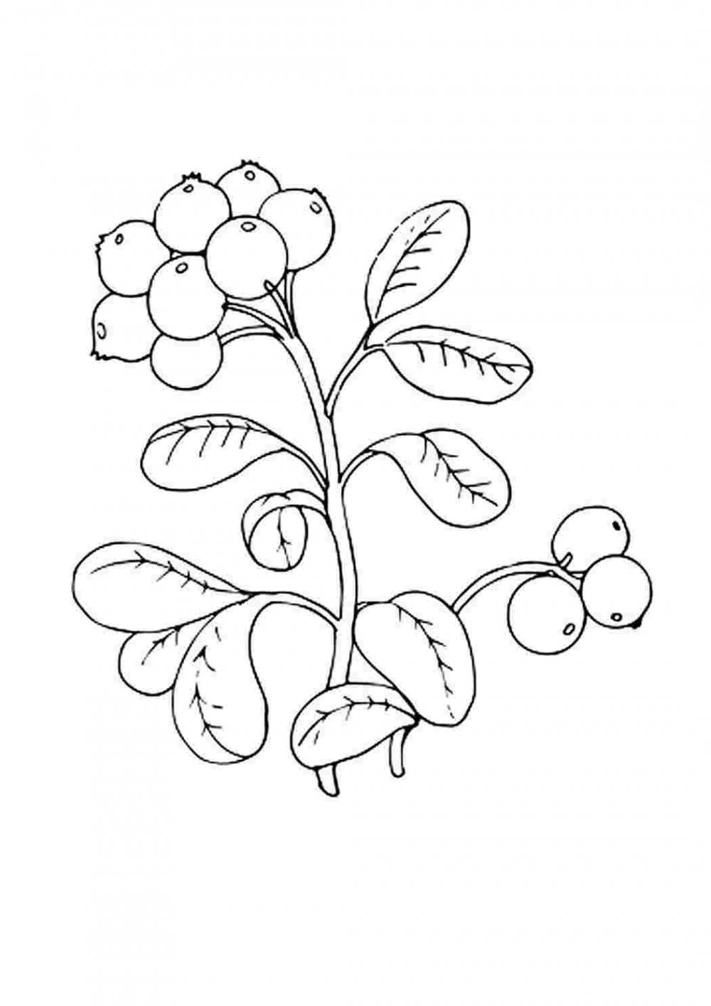Клюква Болотная Ботаническая иллюстрация