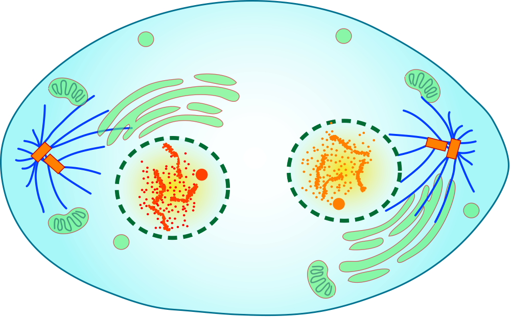 Деление клетки телофаза