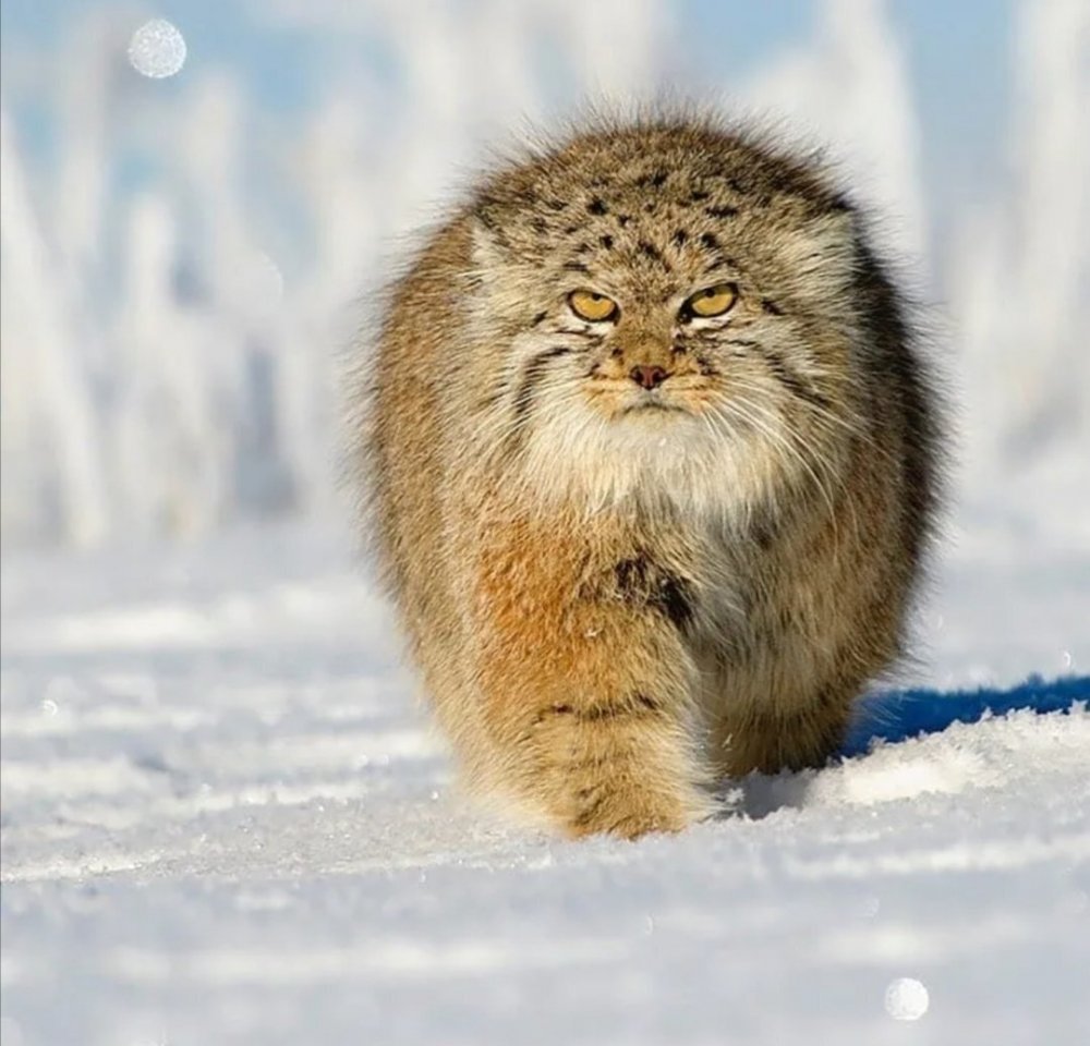 Сибирский дикий кот Манул