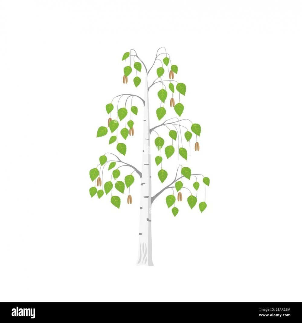 Логотип дерево береза