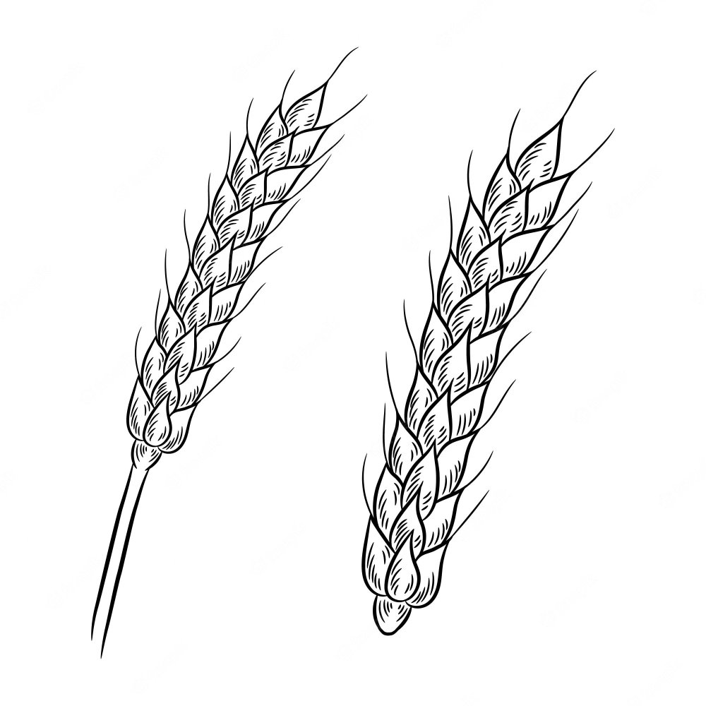 Зерно пшеницы рисунок