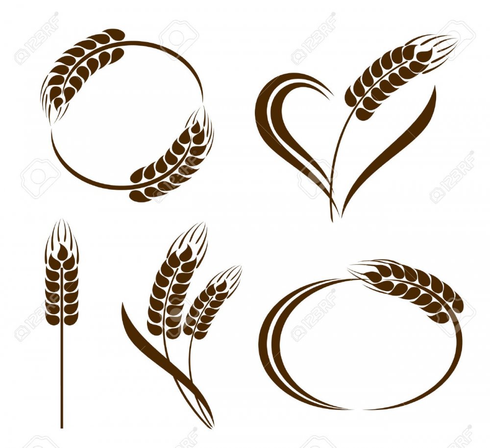 Колосья пшеницы эскиз