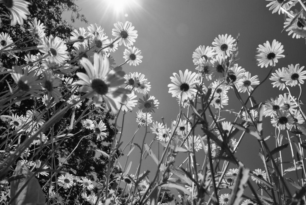 Лето в черно белом цвете