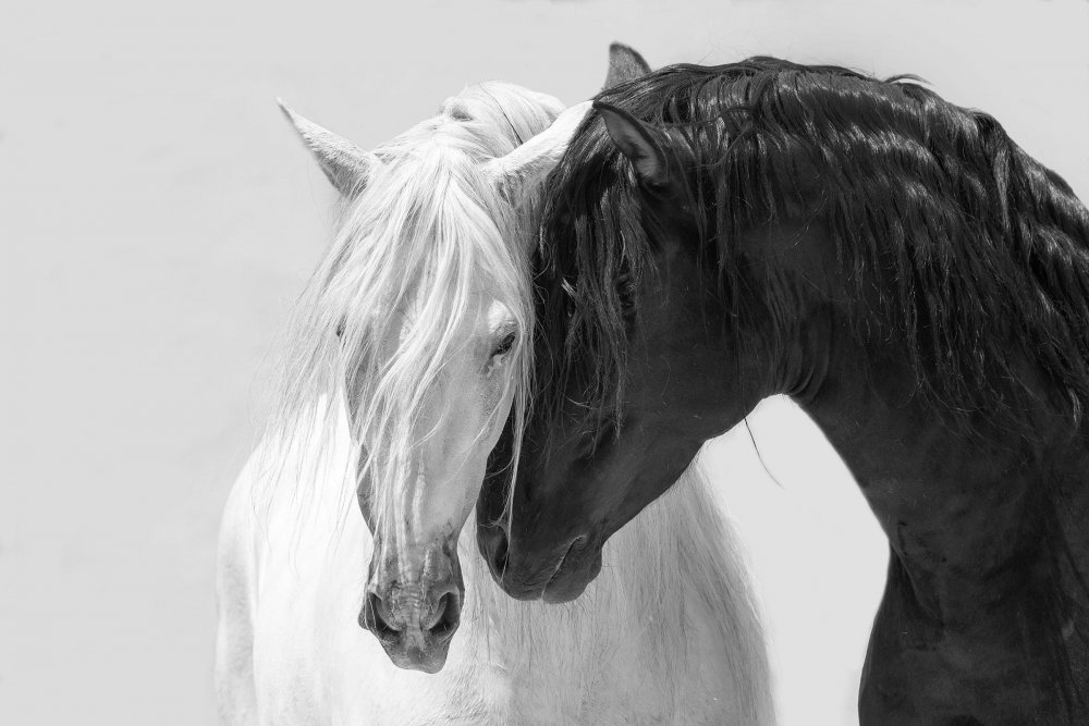 Черная и белая лошадь