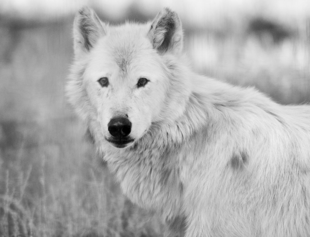 Akella белый волк