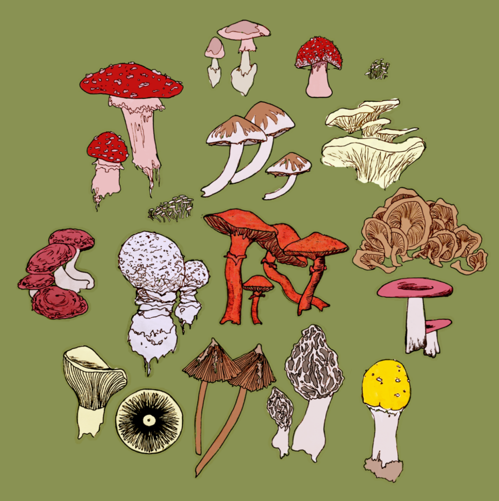 Эстетика рисования грибы