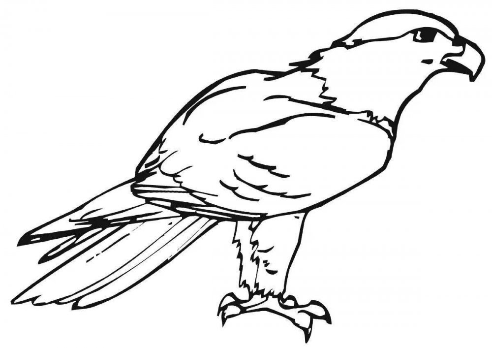 Рисование хищных птиц