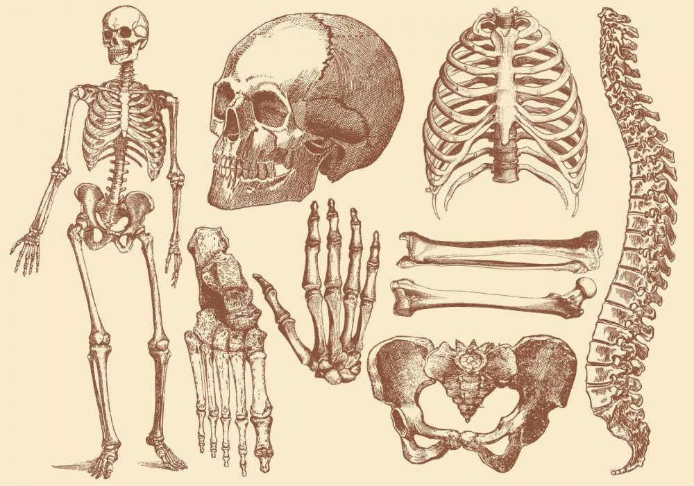 Скелет скелет человека анатомия