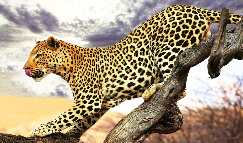 Ягуар леопард гепард животное