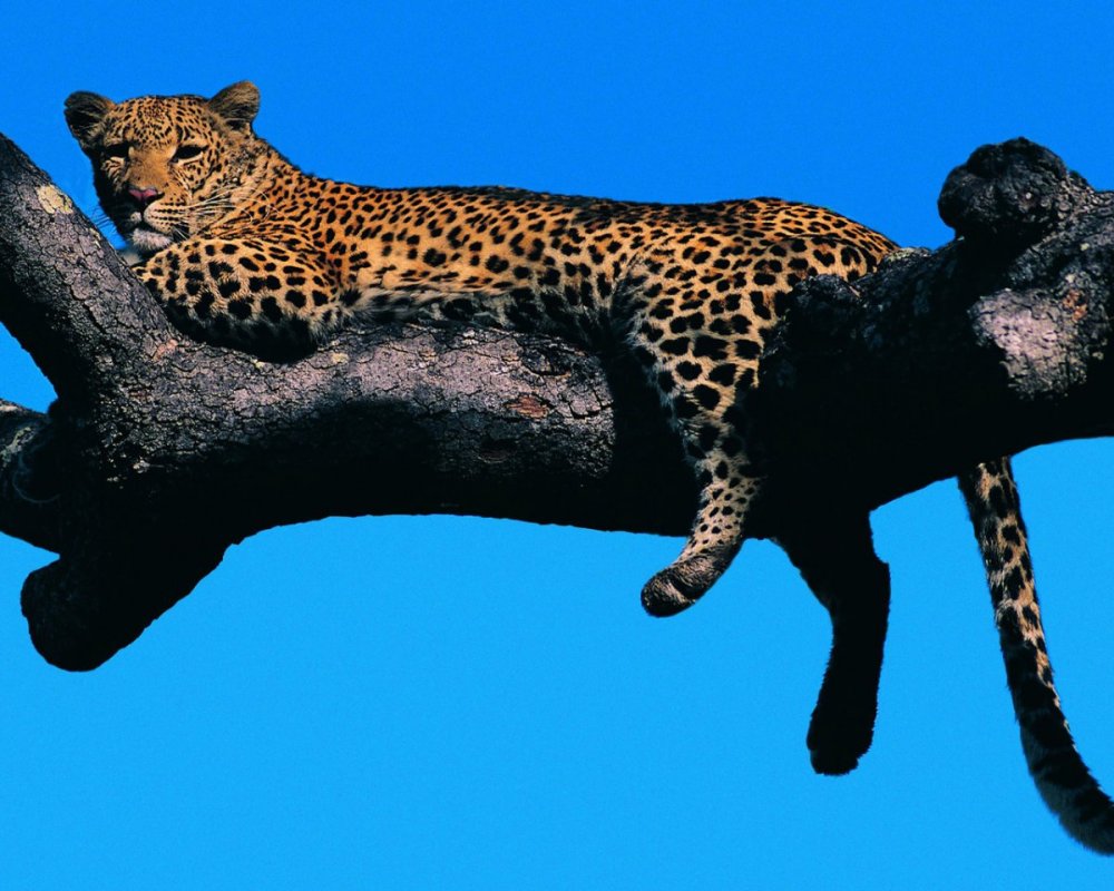Леопард vs Ягуар