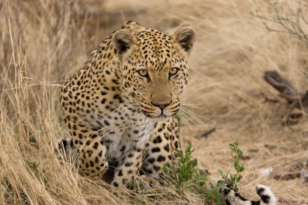 Леопард в саванне