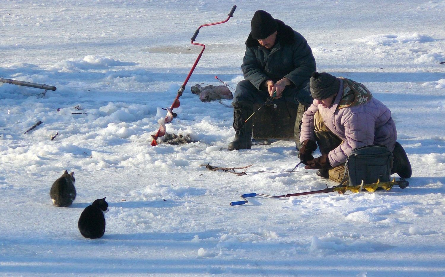 Плюсы зимней рыбалки. Приколы на рыбалке. Зимняя рыбалка приколы. Кот на зимней рыбалке. Рыбалка зимой приколы.