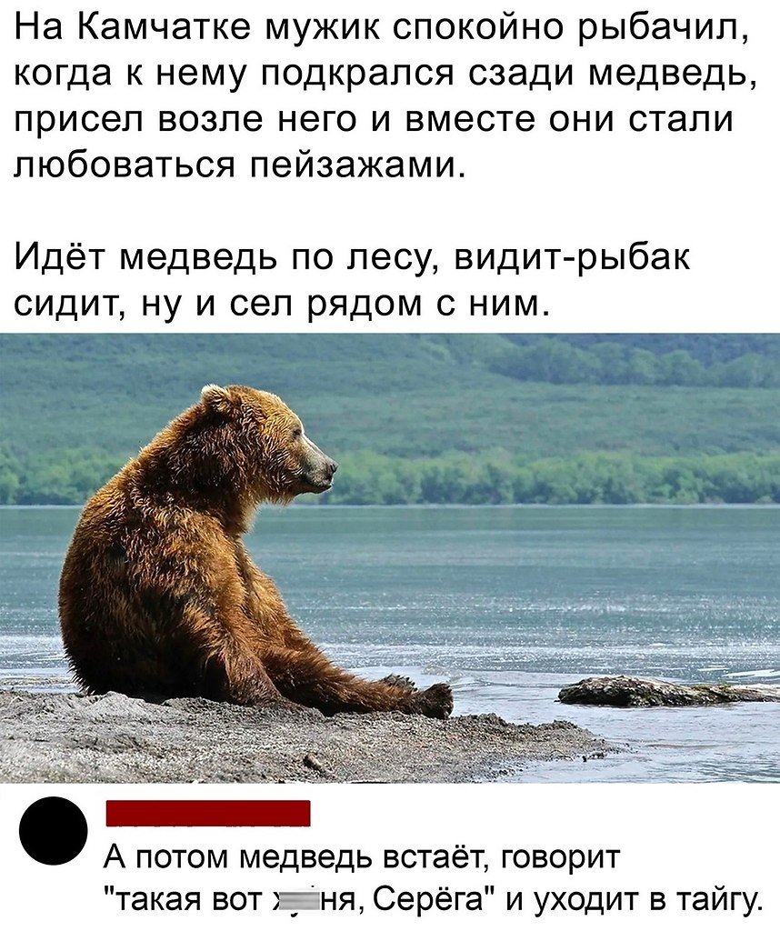 Афоризмы про медведей