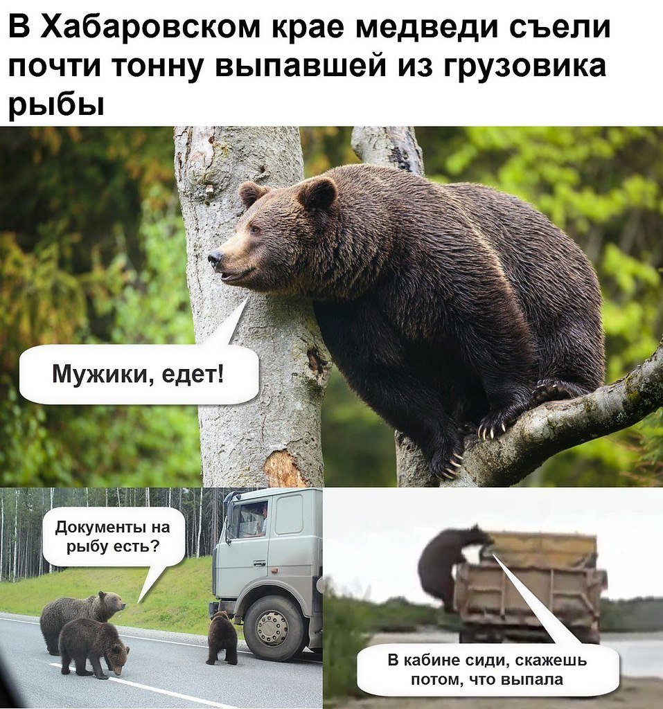 Анекдот про медведя и охотника