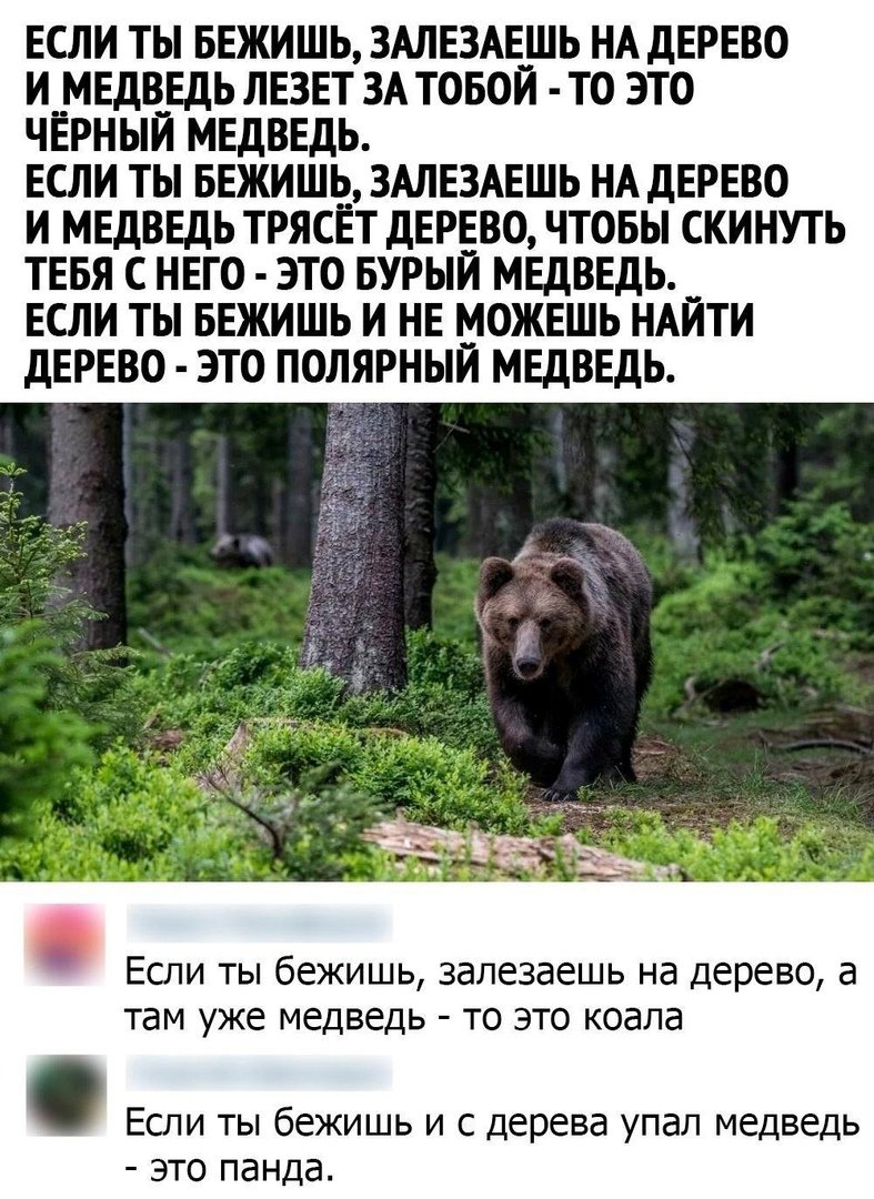 Медведь ну и отлично