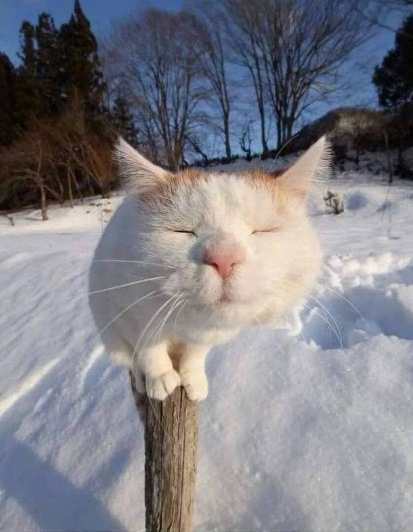 С первым днем весны юмор картинки. Кот в снегу. Смешная зима. Кошка зима.