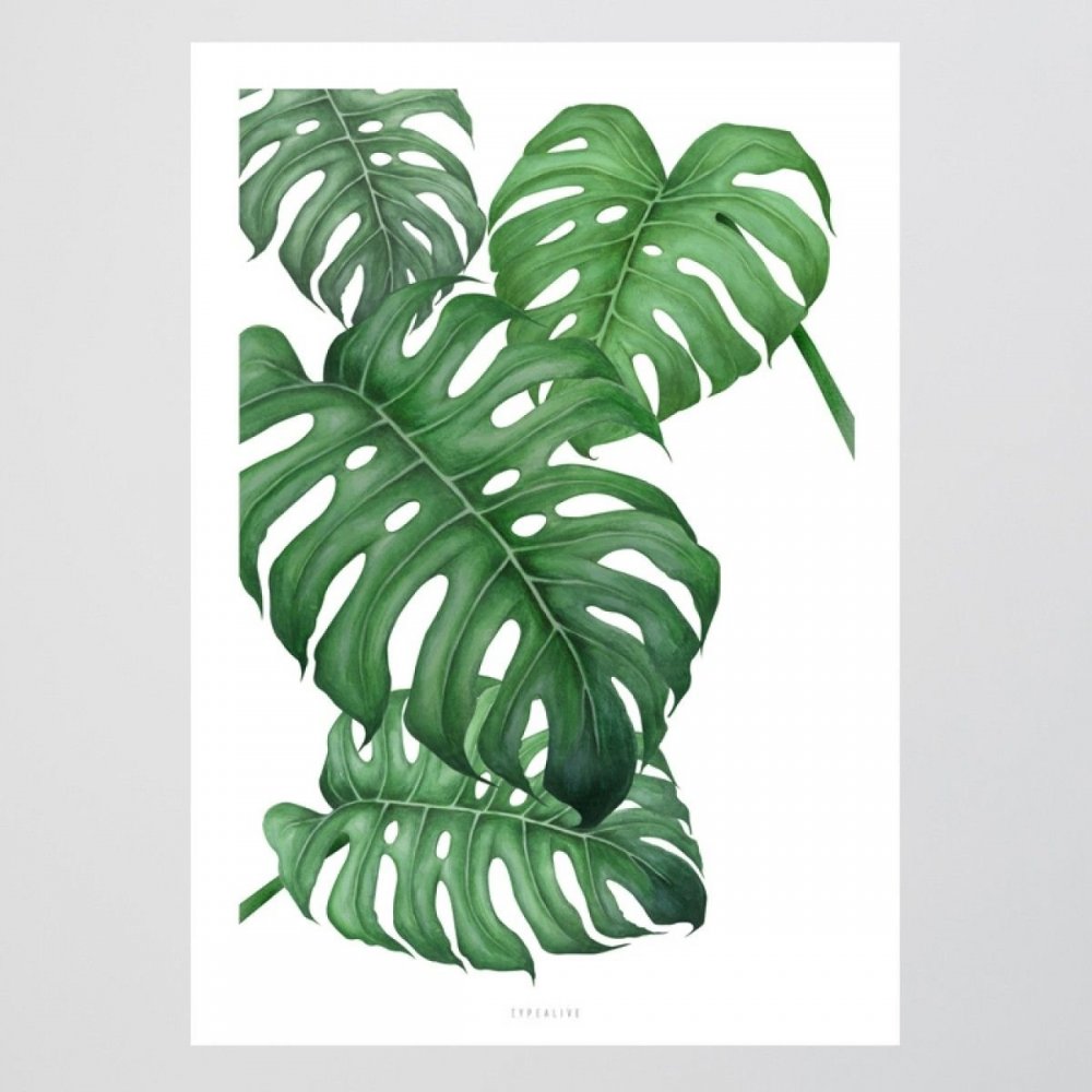 Картина тропические листья Visionnaire