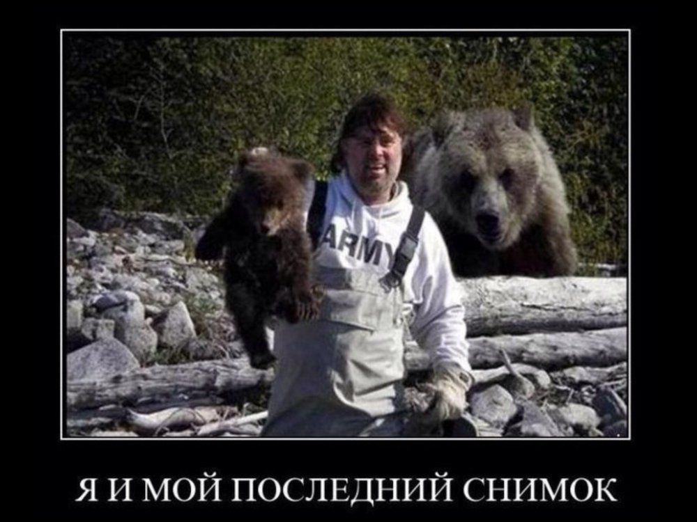 Медведь демотиватор
